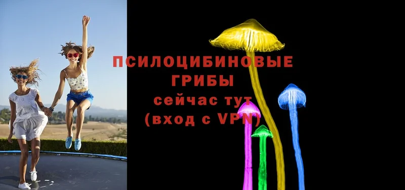 Галлюциногенные грибы Psilocybine cubensis  Вязьма 