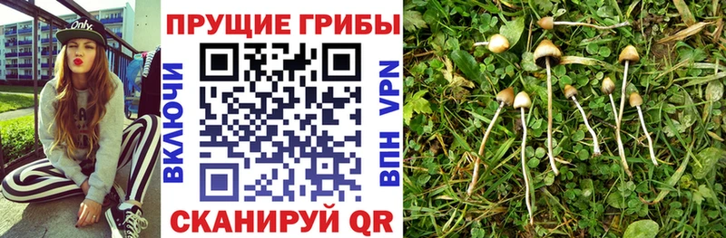 Галлюциногенные грибы MAGIC MUSHROOMS  Вязьма 